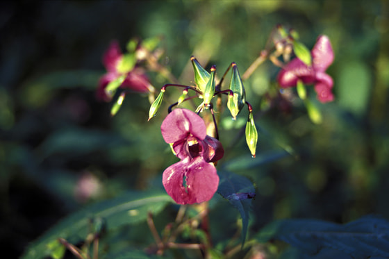 indisches Springkraut / Stephanusrunde aus Indien eingewanderte Pflanze