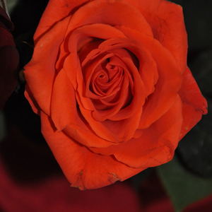 Segensfeier für Liebende