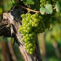 Weinstock / grapes/pixabay.com Reben