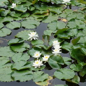 Fußwallfahrt 2017 in und um Bad Ischl