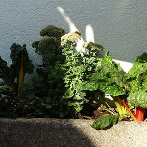 Pfarrfest 2016, Pfarre Neumarkt im Mühlkreis