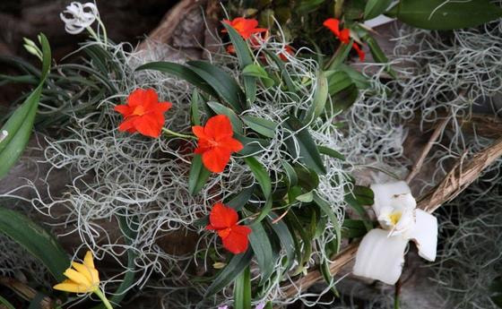 Botanik-201-IMG 1273