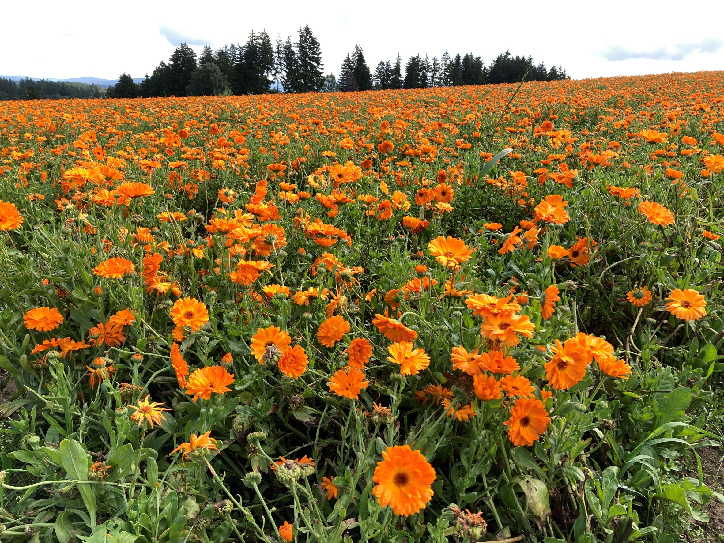 Ringelblumen-Feld in Hirschbach