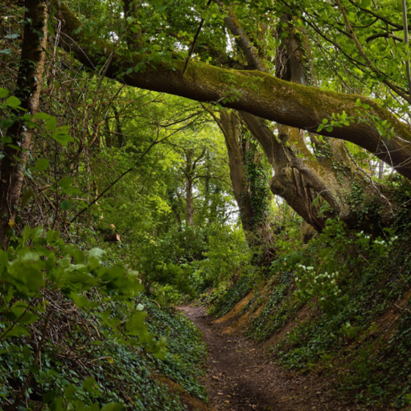 Heidewald Schieferegg - Umweltarbeit in der Diözese Linz
