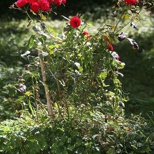 Pfarre Königswiesen