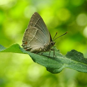Heidewald Schieferegg - Umweltarbeit in der Diözese Linz