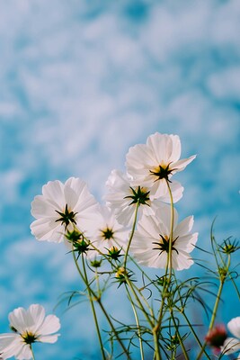 Sommerblumen