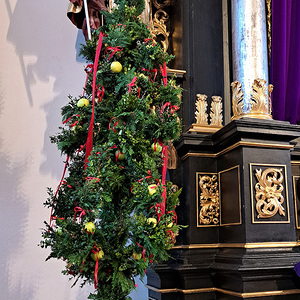 Palmbaum der 'D'Grünbergler'