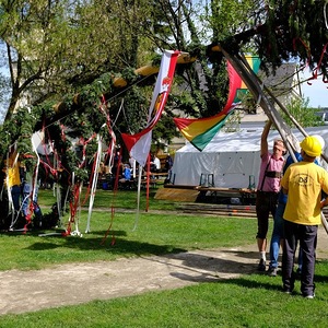 Maibaum 2023