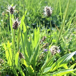 Blumenwiese