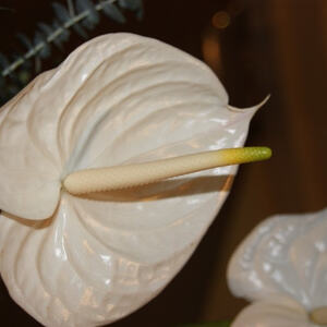 Dreifaltigkeitssonntag 