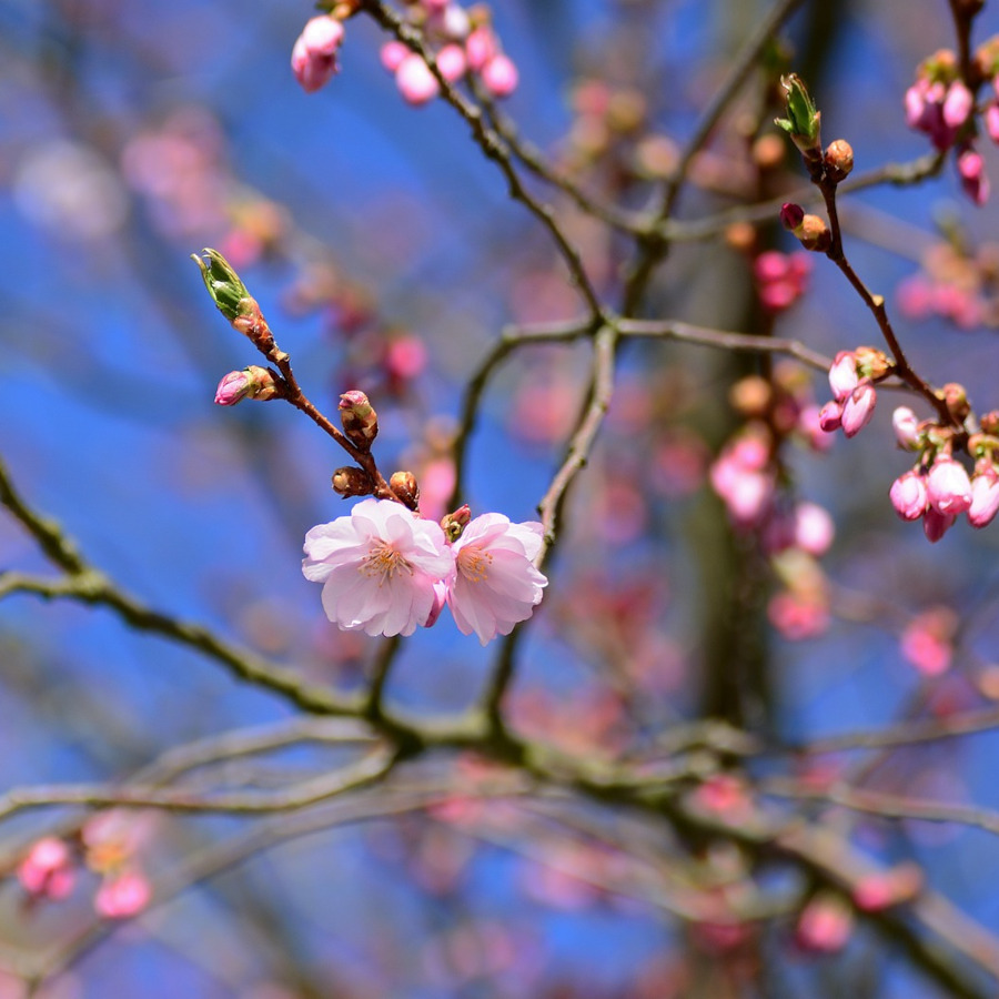 Heilsweg / © congerdesign/pixabay.com/Pixabay License Heilsweg