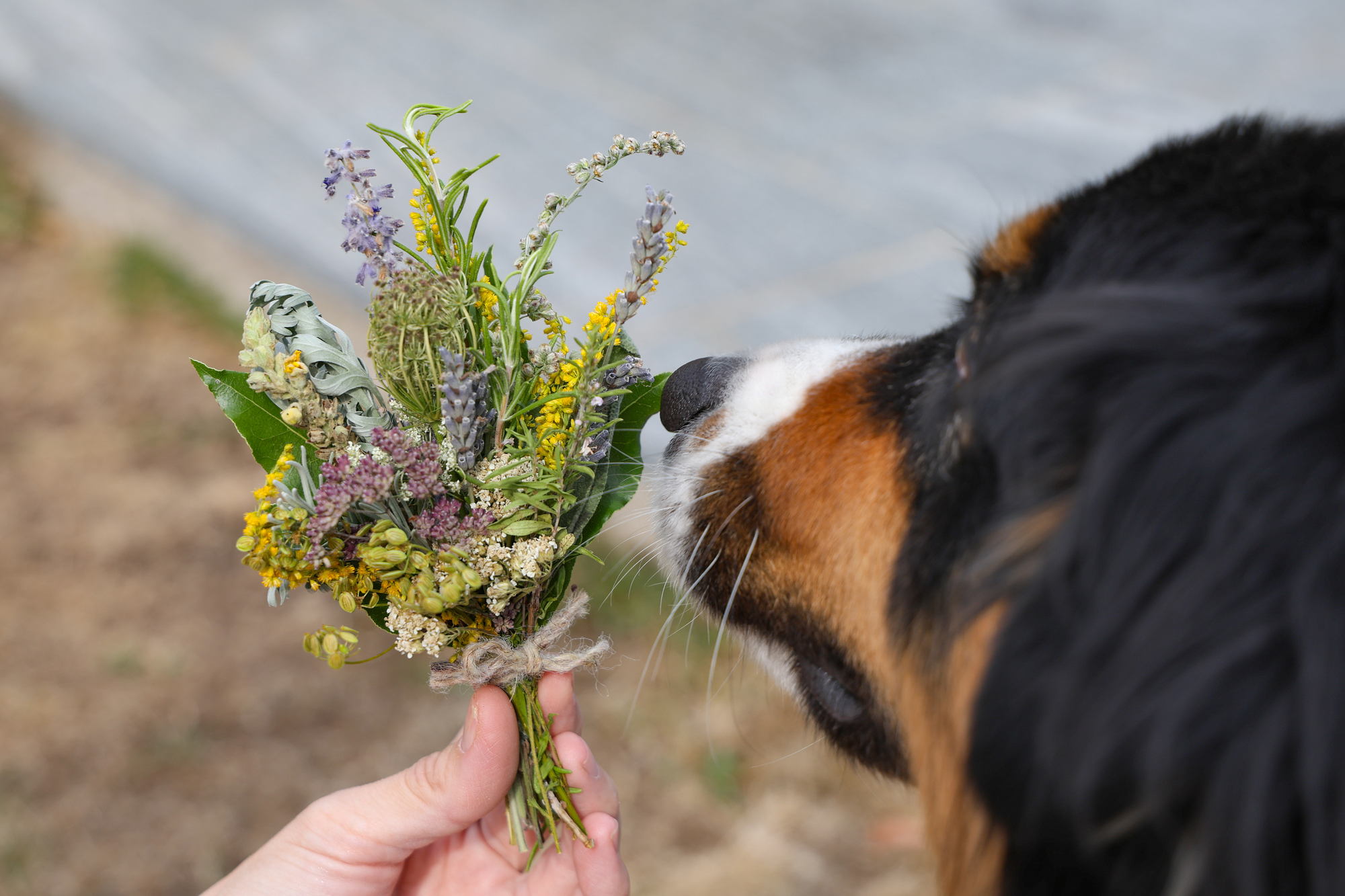 Hund schnuppert an einem gesegneten Kräuterbüschel