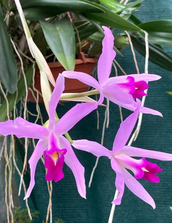 Krippen- und Orchideenausstellung - Jänner 2023