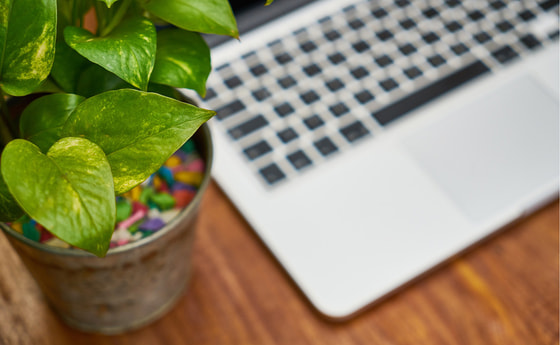 Laptop mit Pflanze