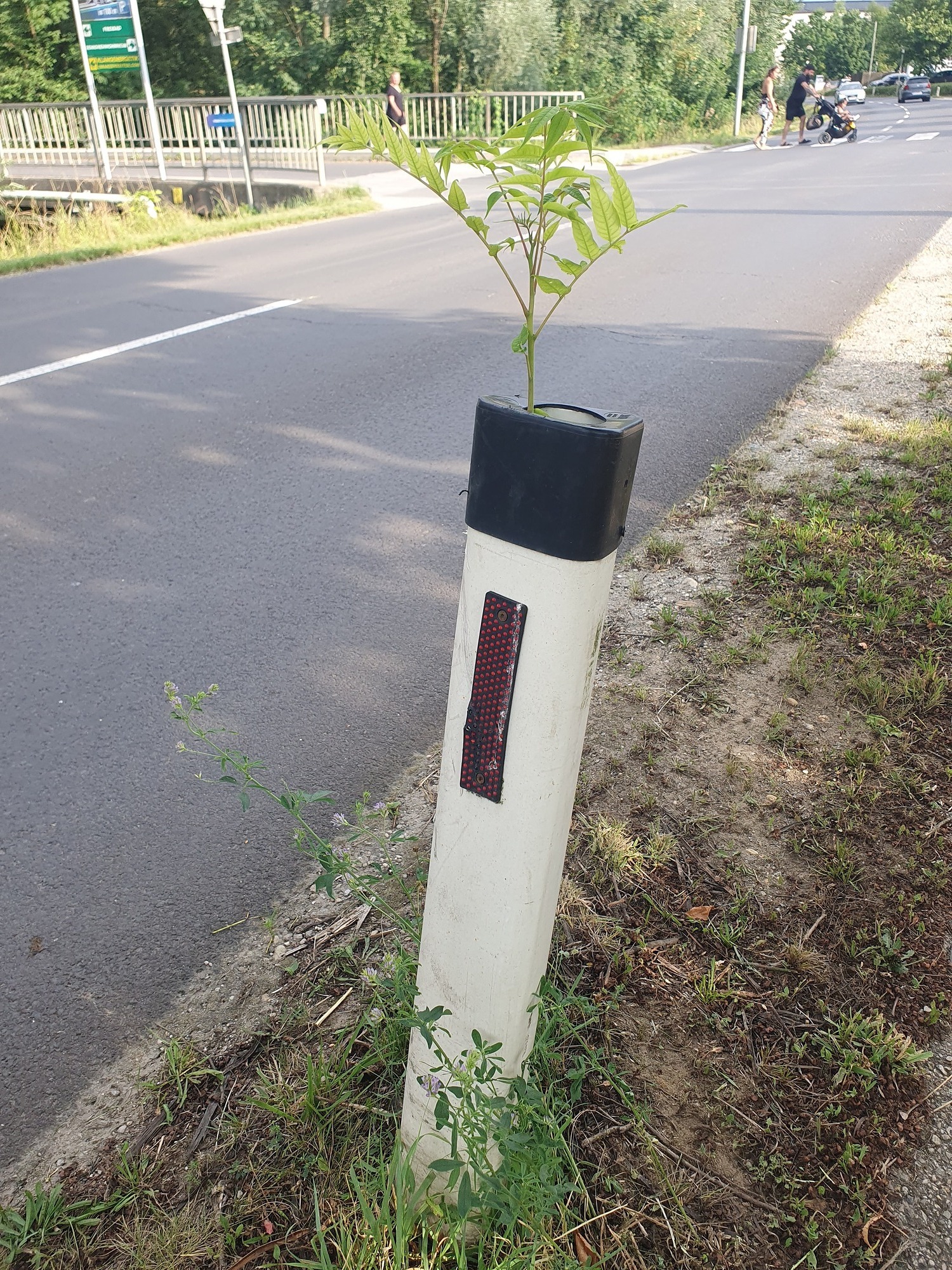 Straßenpflock mit Pflanze