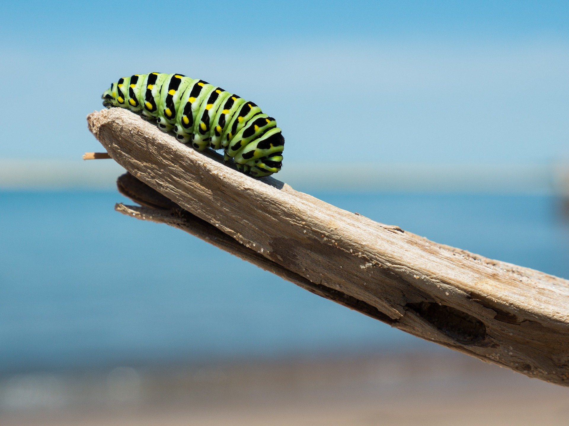 Raupe vor der Transformation zum Schmetterling