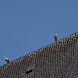 Weißstorchpaar am Kirchendach