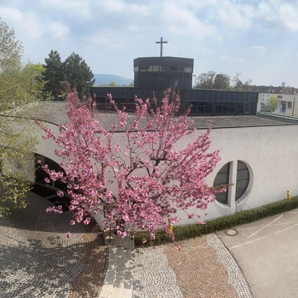 Foto von der Kirche St. Markus mit blühendem Zierkirschenbaum