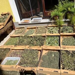 getrocknete Kräuter in Schachteln sortiert