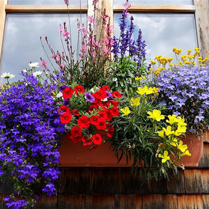 Vorarlbergreise der Kokuwawis