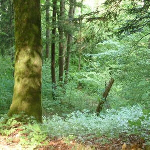 Firmvorbereitung und Firmung