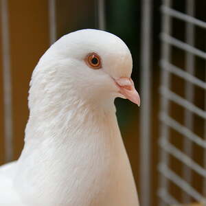 Fest des Hl. Franz von Assisi