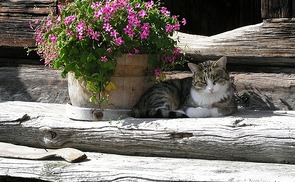 Systembild für Listentext