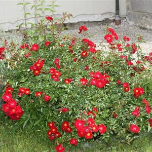 Abschied von Martina Lindorfer 