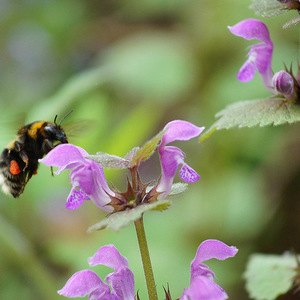 Hummel auf Taubnesseln                     