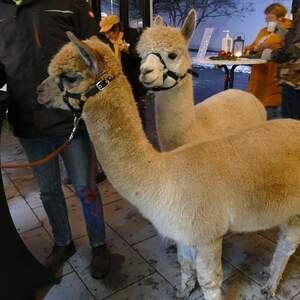 Pfarre Steyr-Resthof