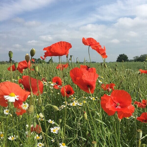 Blumenwiese