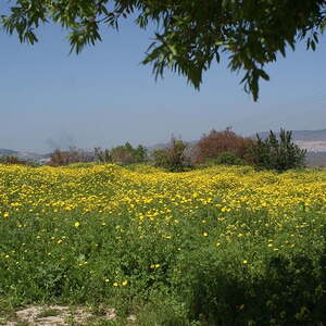Ökumenische Reise ins Hl. Land