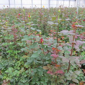 Pfarre Neumarkt im Mühlkreis