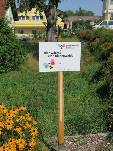 Hier wächst eine Bienenweide!