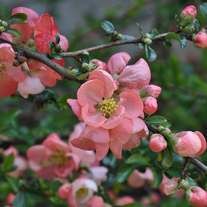 Baumblüten im Garten