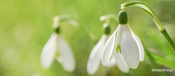 Schneeglöckchen