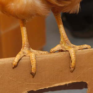 Hühner im Kindergarten