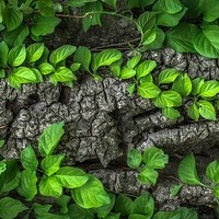 Baumstamm mit Blätter