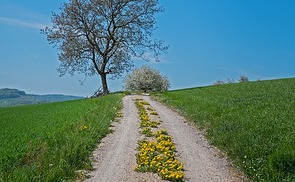 away (Weg im Frühjahr)