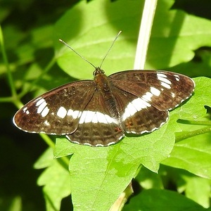 Heidewald Schieferegg - Umweltarbeit in der Diözese Linz