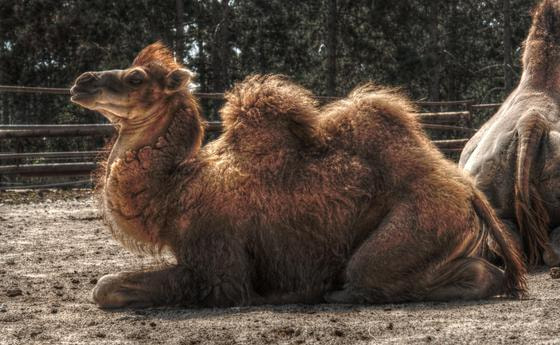 Kamel. © GaborfromHunga/morguefile.com