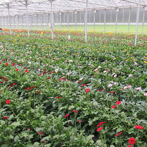 Pfarre Neumarkt im Mühlkreis