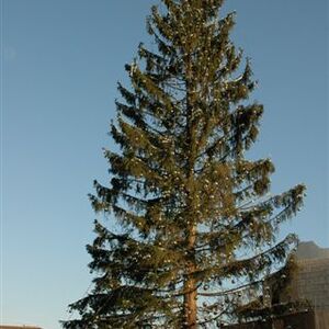 Rom - Christbaum für Papst