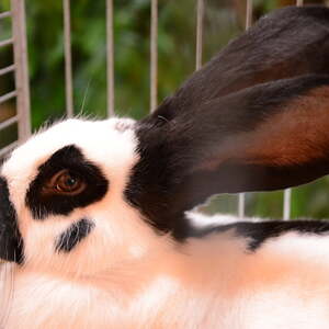 Fest des Hl. Franz von Assisi