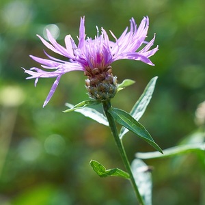 Gemeine Flockenblume