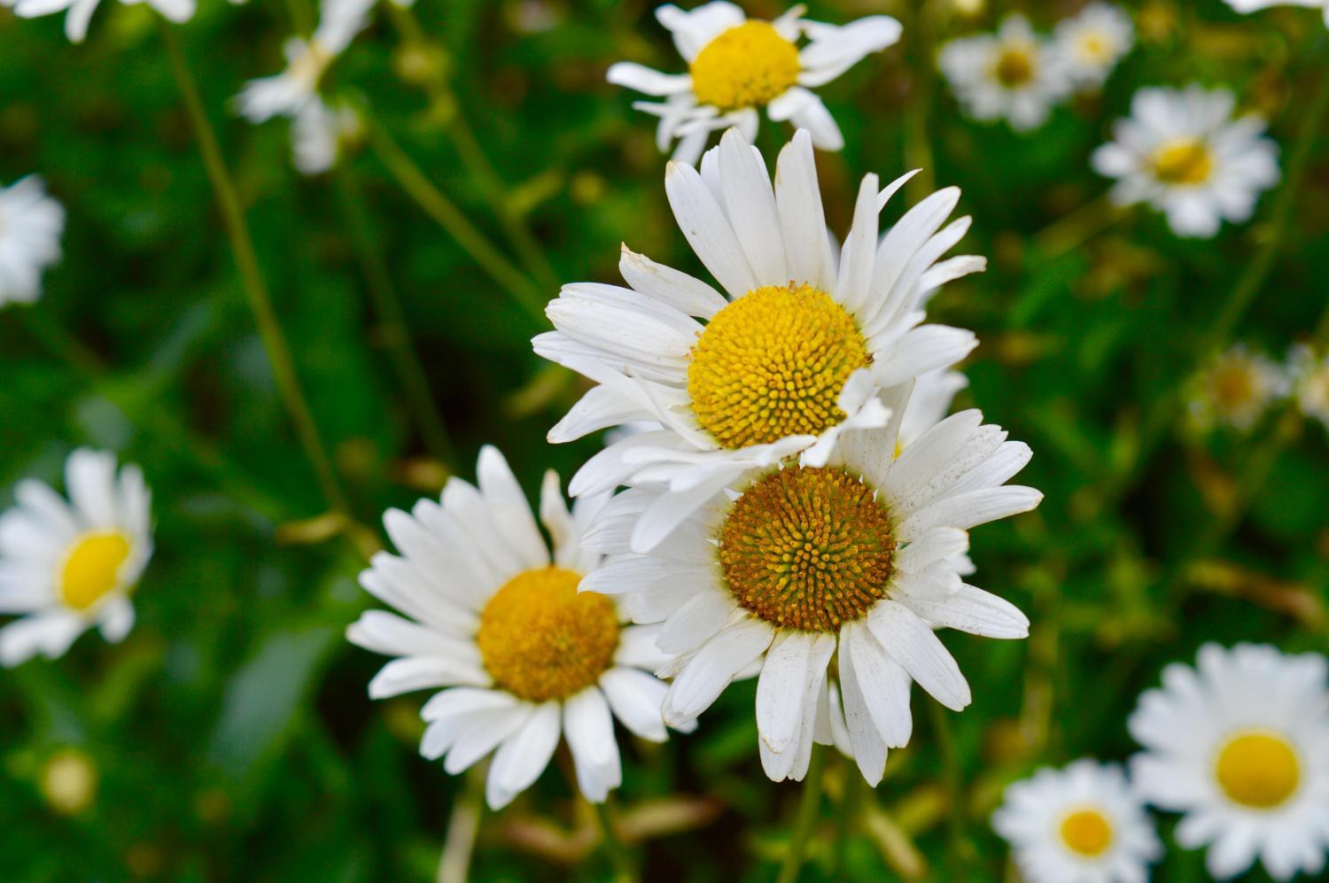 Margeriten