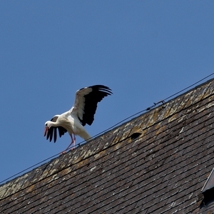 Weißstorchpaar am Kirchendach