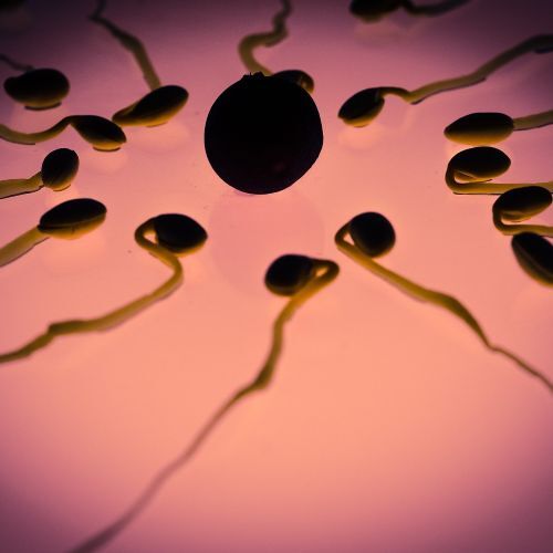 Spermien stark vergrößert