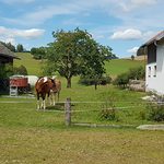 Pferde auf der Koppel